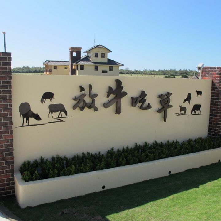 放牛吃草